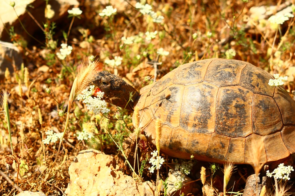 a tortoise walking through a field of wildflowers