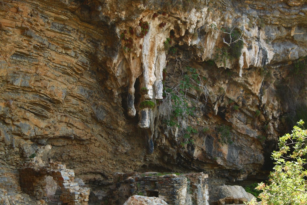 a group of animals hanging out of a cave