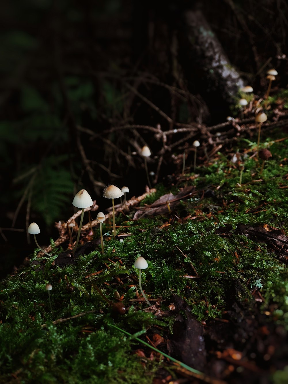 a group of mushrooms sitting on top of a lush green forest