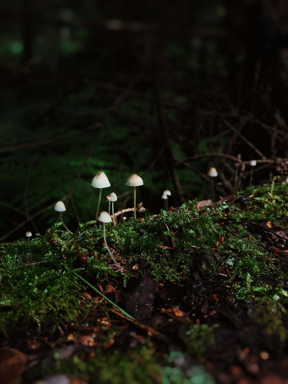 苔むした地面に小さな白いキノコのグループ