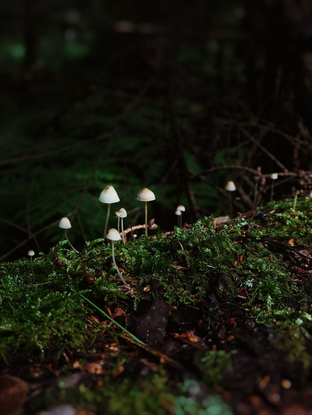 a group of small white mushrooms on a mossy ground