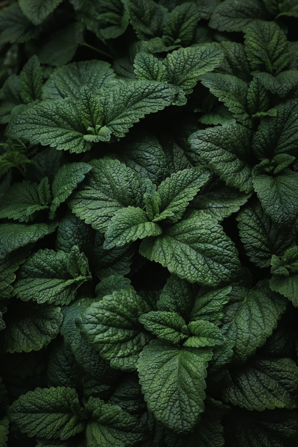 a close up of a bunch of green leaves