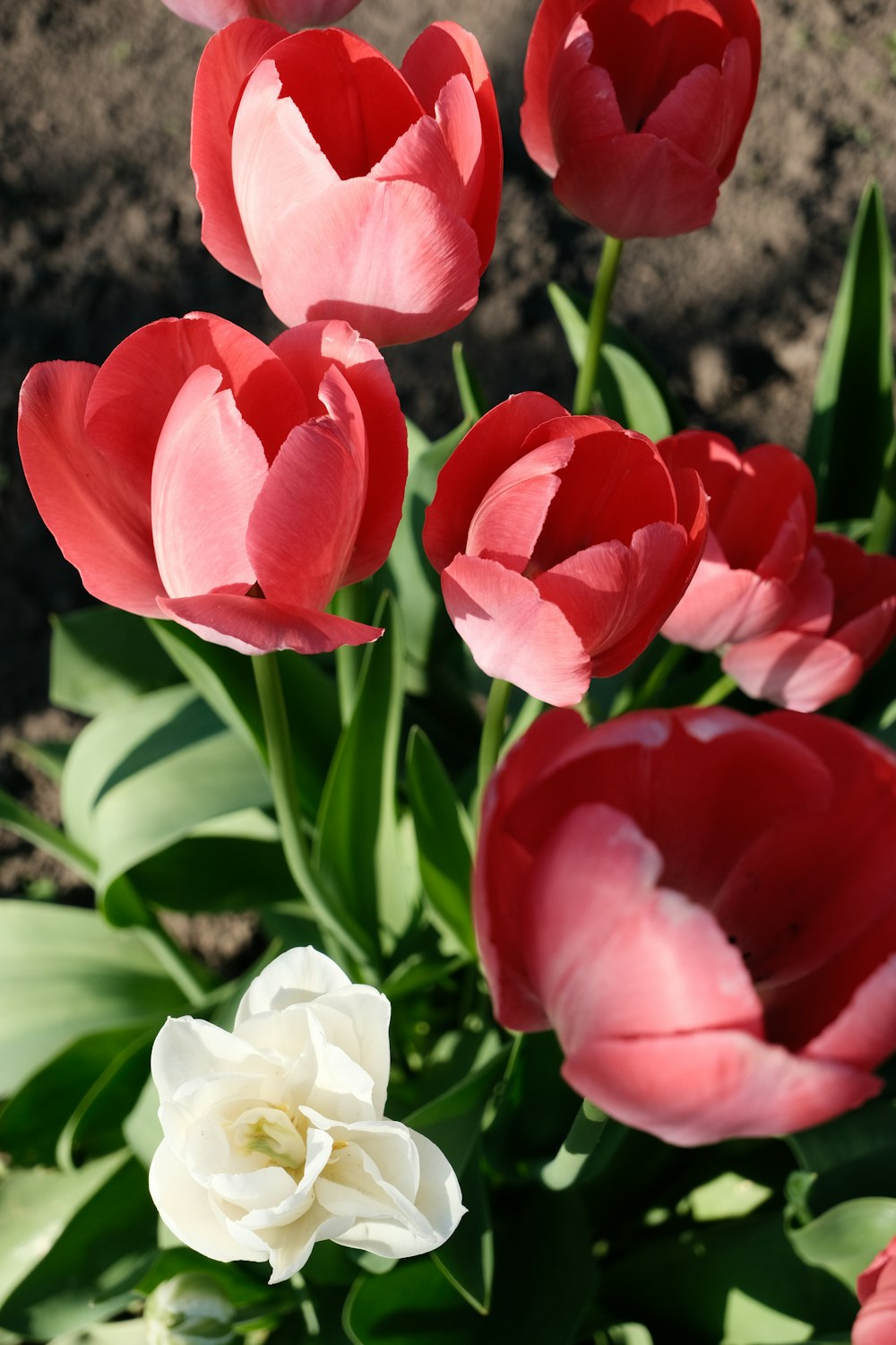 a bunch of red and white flowers in a vase