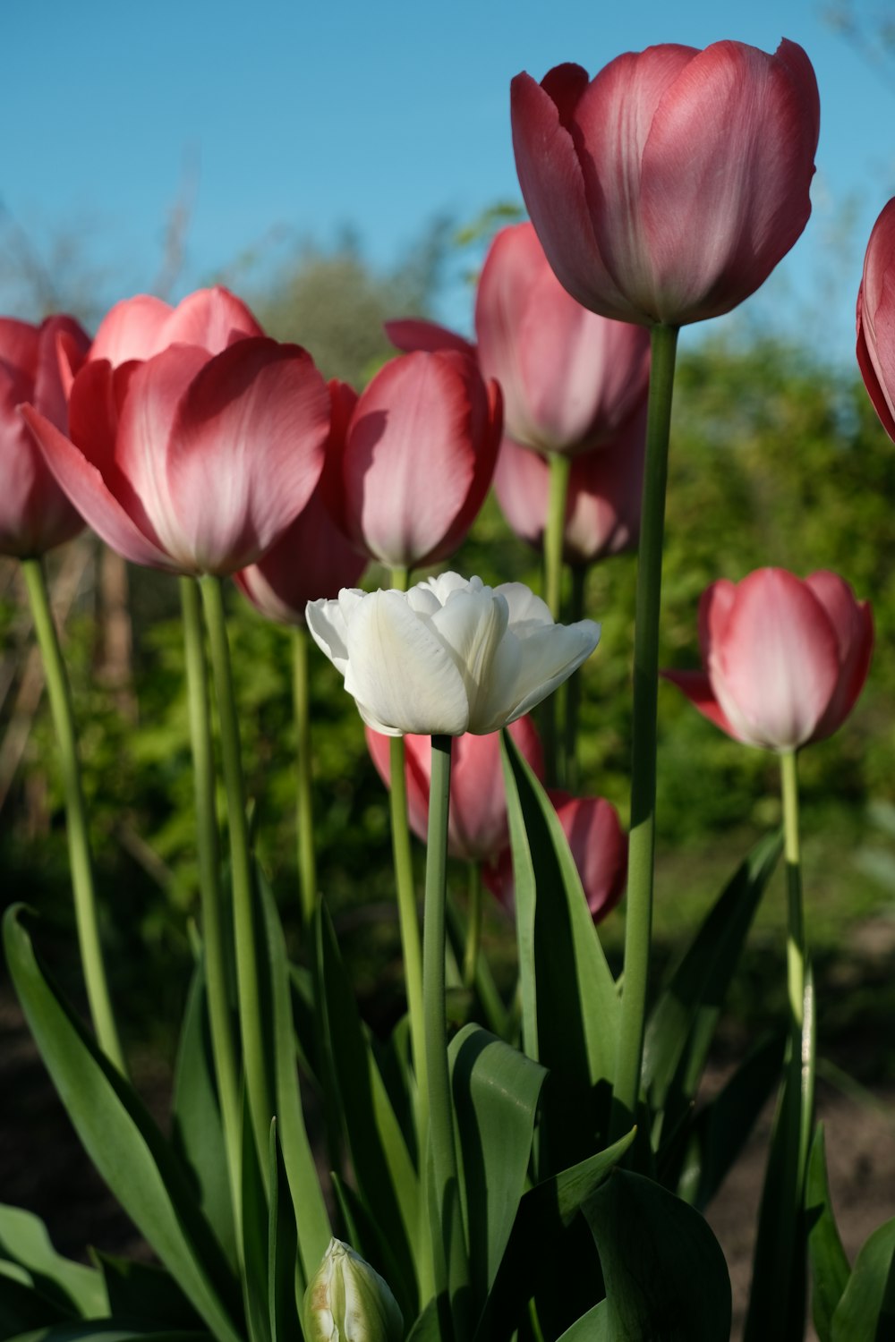 a bunch of pink and white flowers in a field