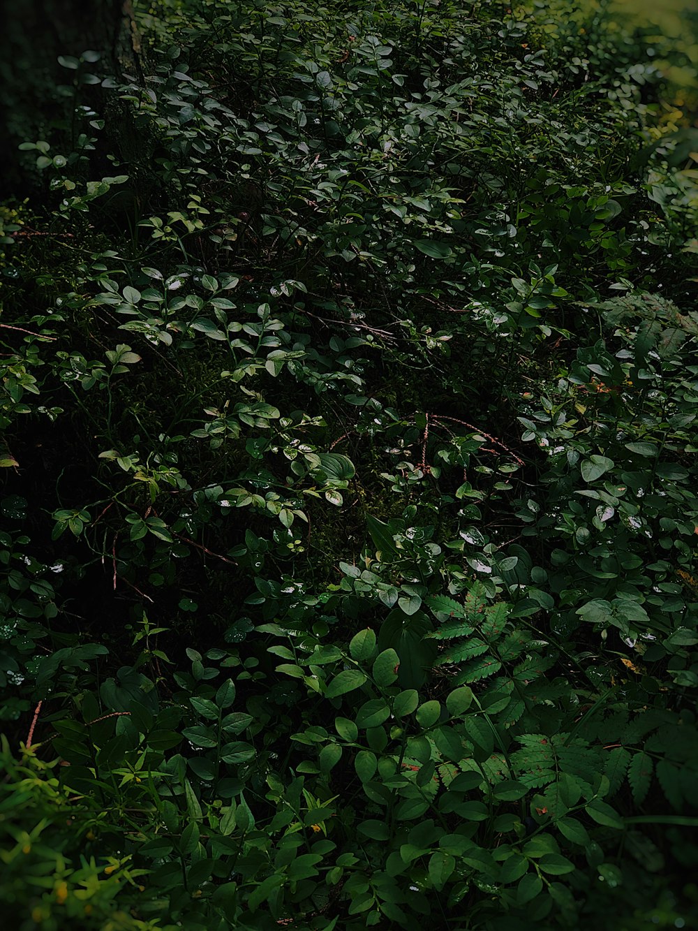 a bench sitting in the middle of a lush green forest