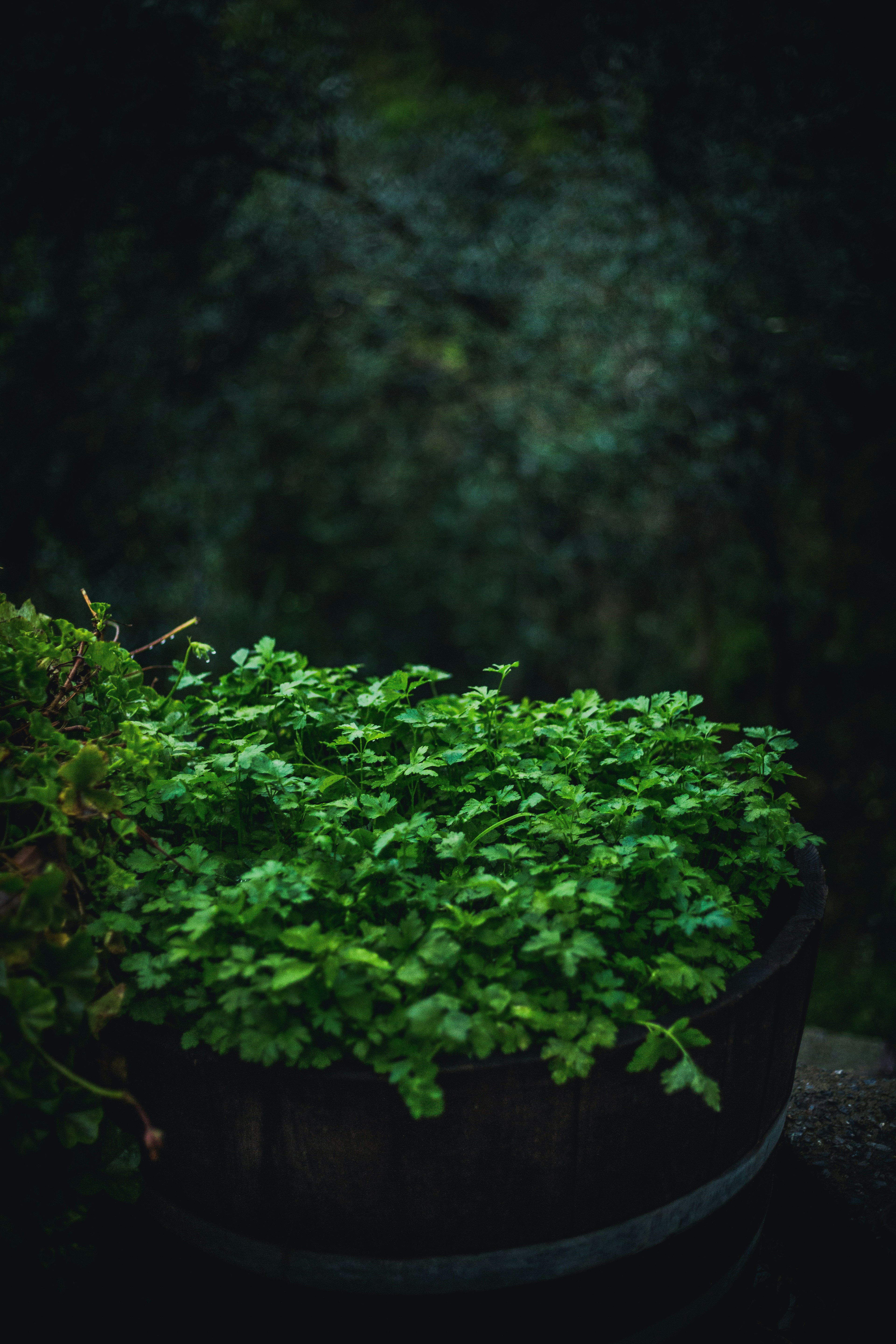 a wooden barrel filled with lots of green plants