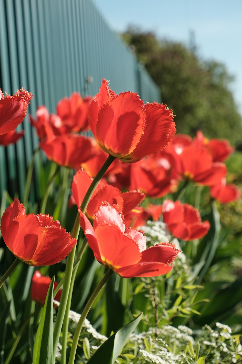 a field of red flowers next to a green fence