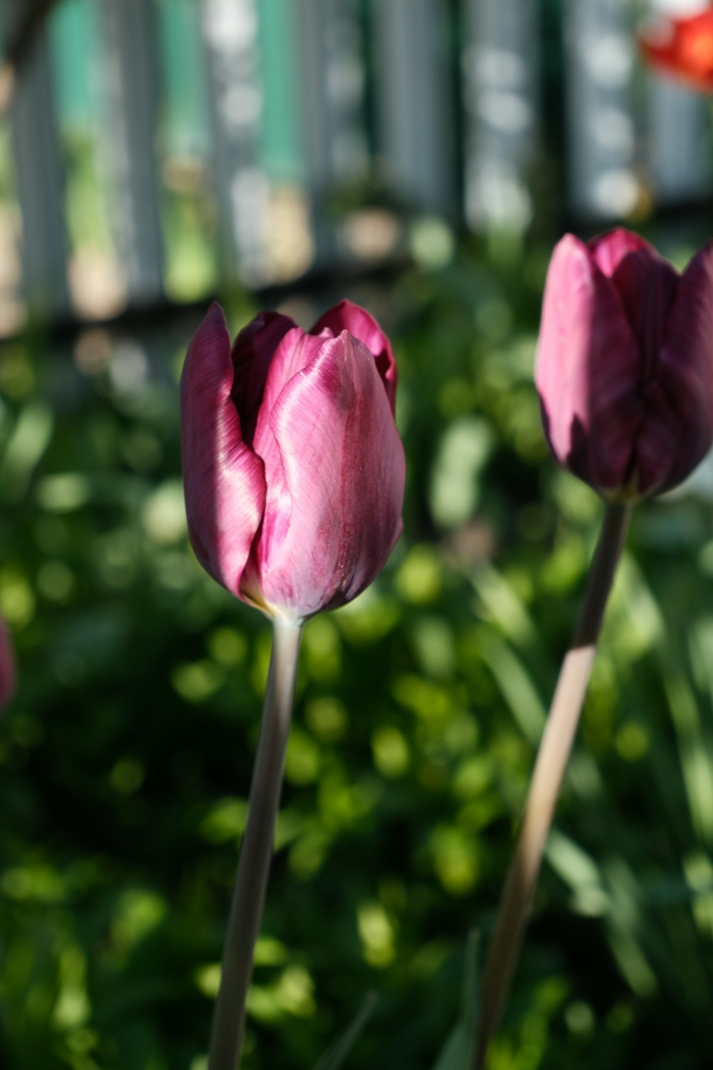 two pink tulips in a garden with a fence in the background
