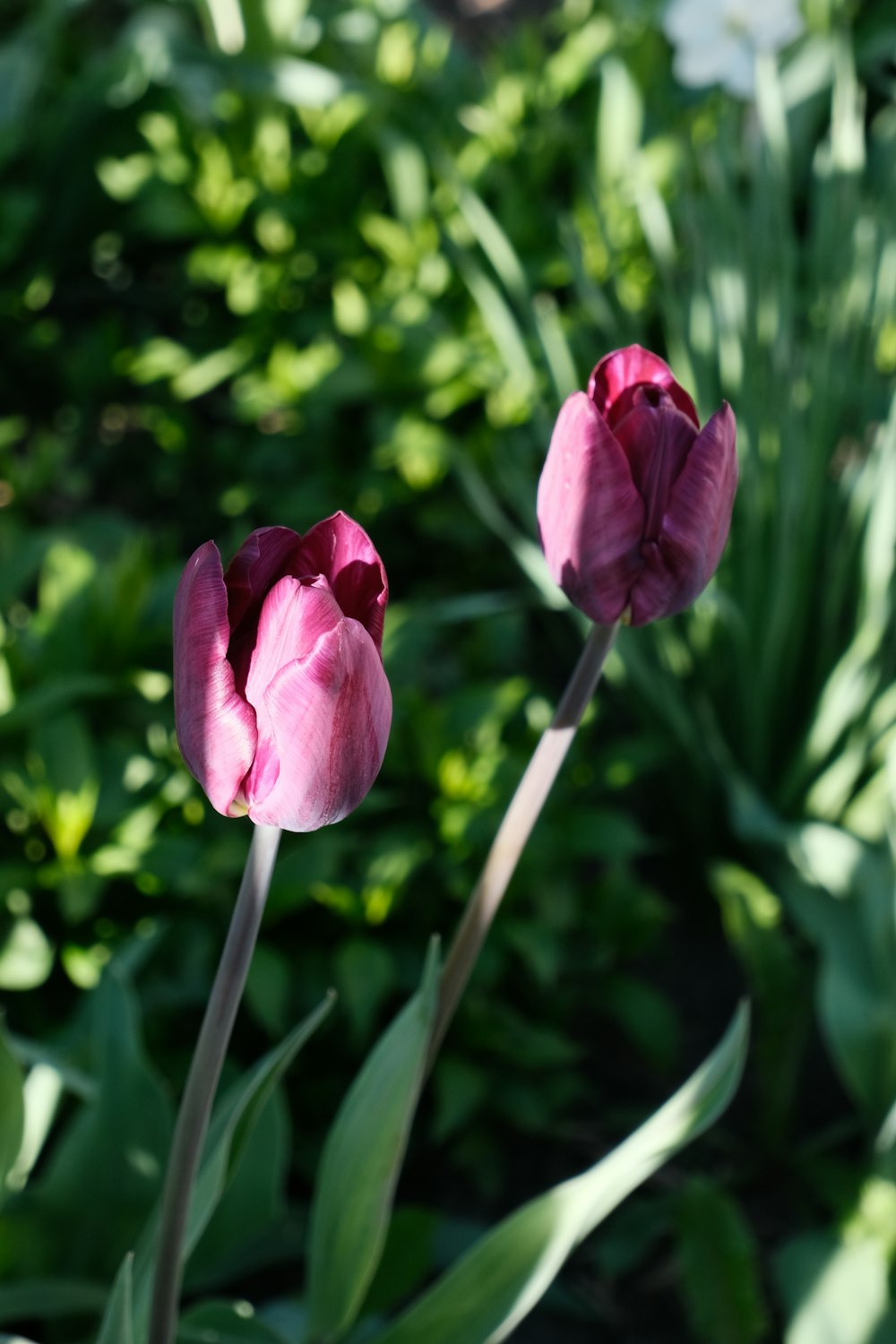 a couple of pink flowers sitting in a garden