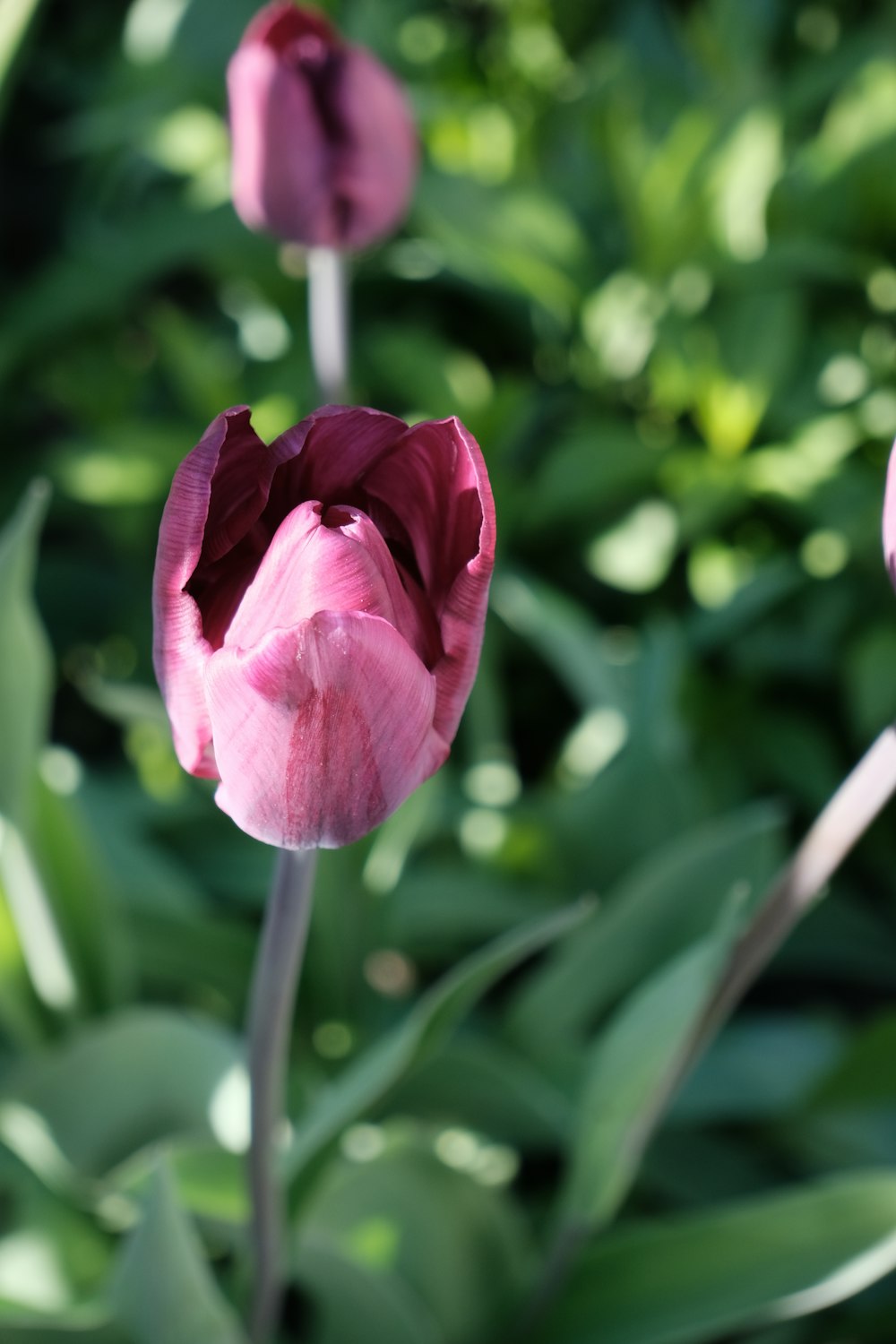 a close up of a pink flower with green leaves in the background