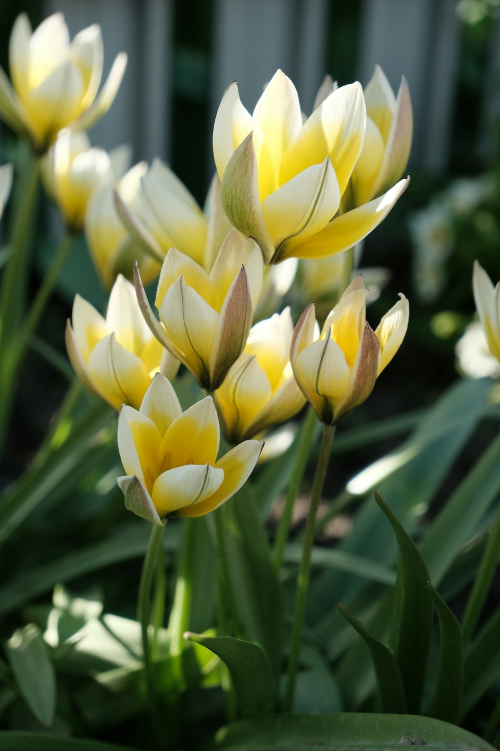 a group of yellow and white flowers in a garden