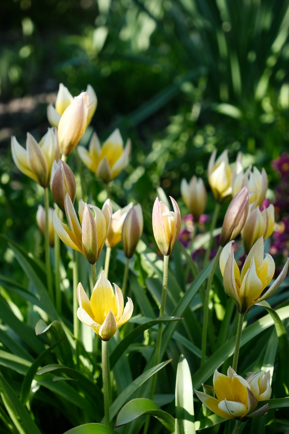 a group of yellow and white flowers in a garden