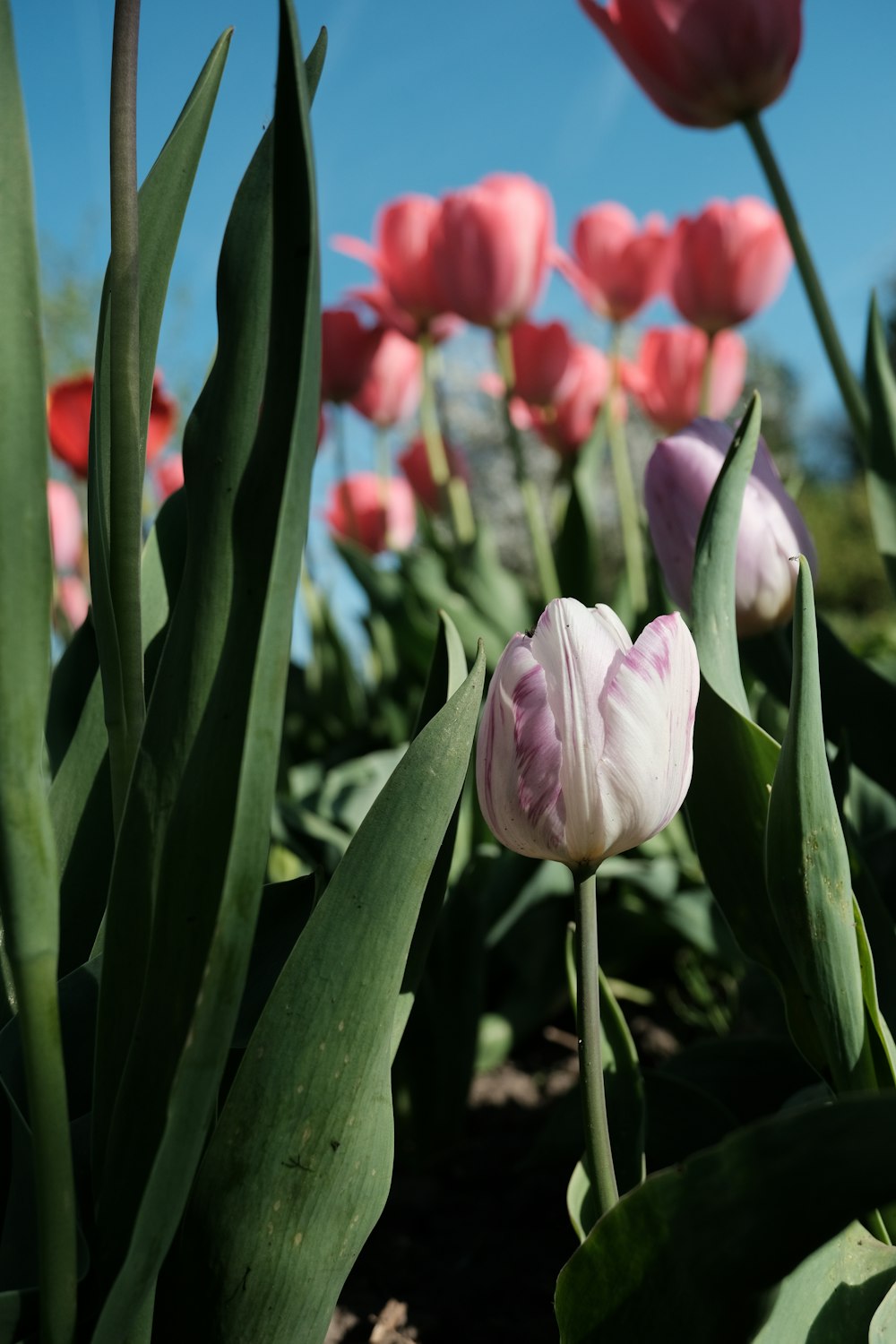 a field of pink and white tulips with a blue sky in the background