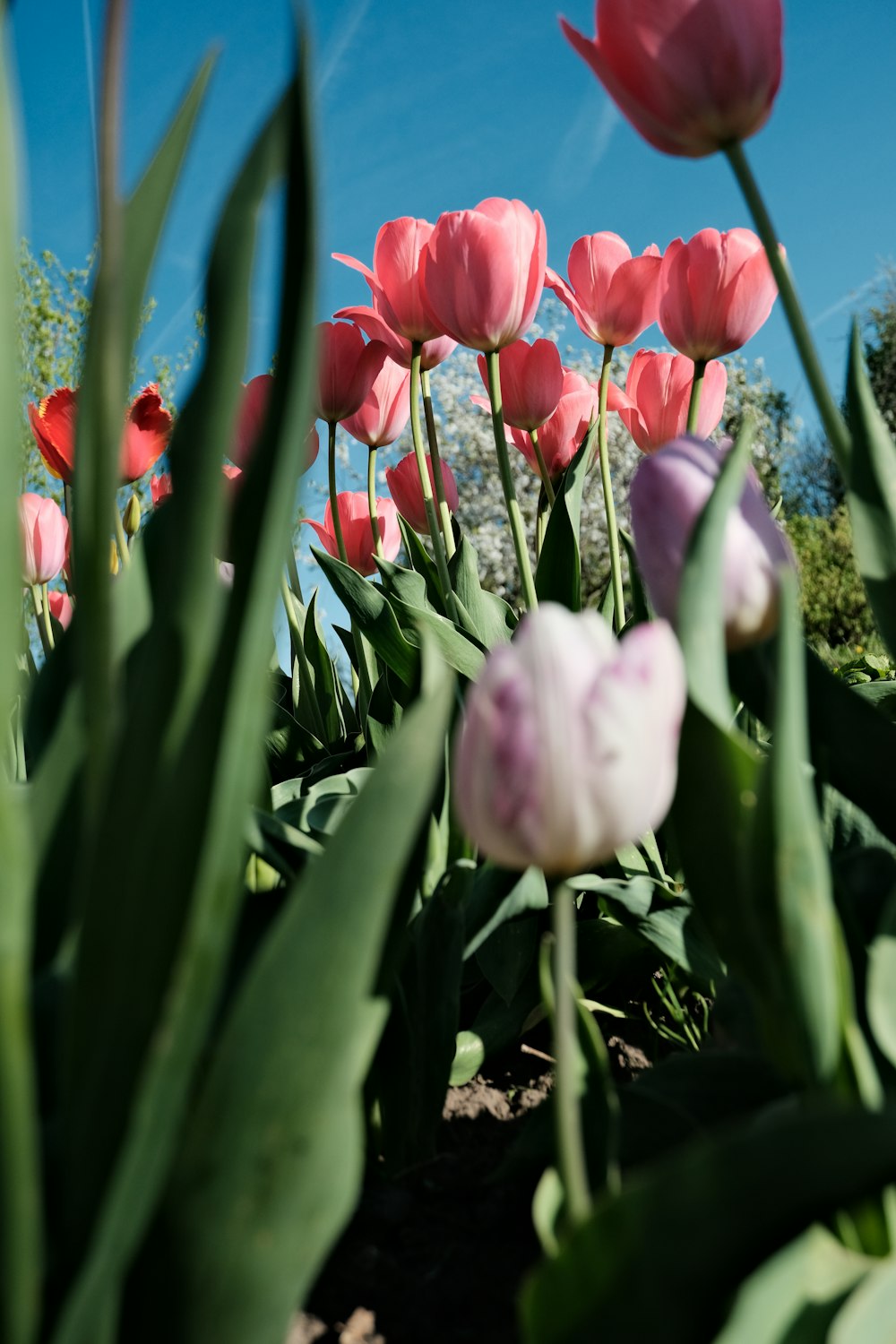 a field of pink tulips with a blue sky in the background