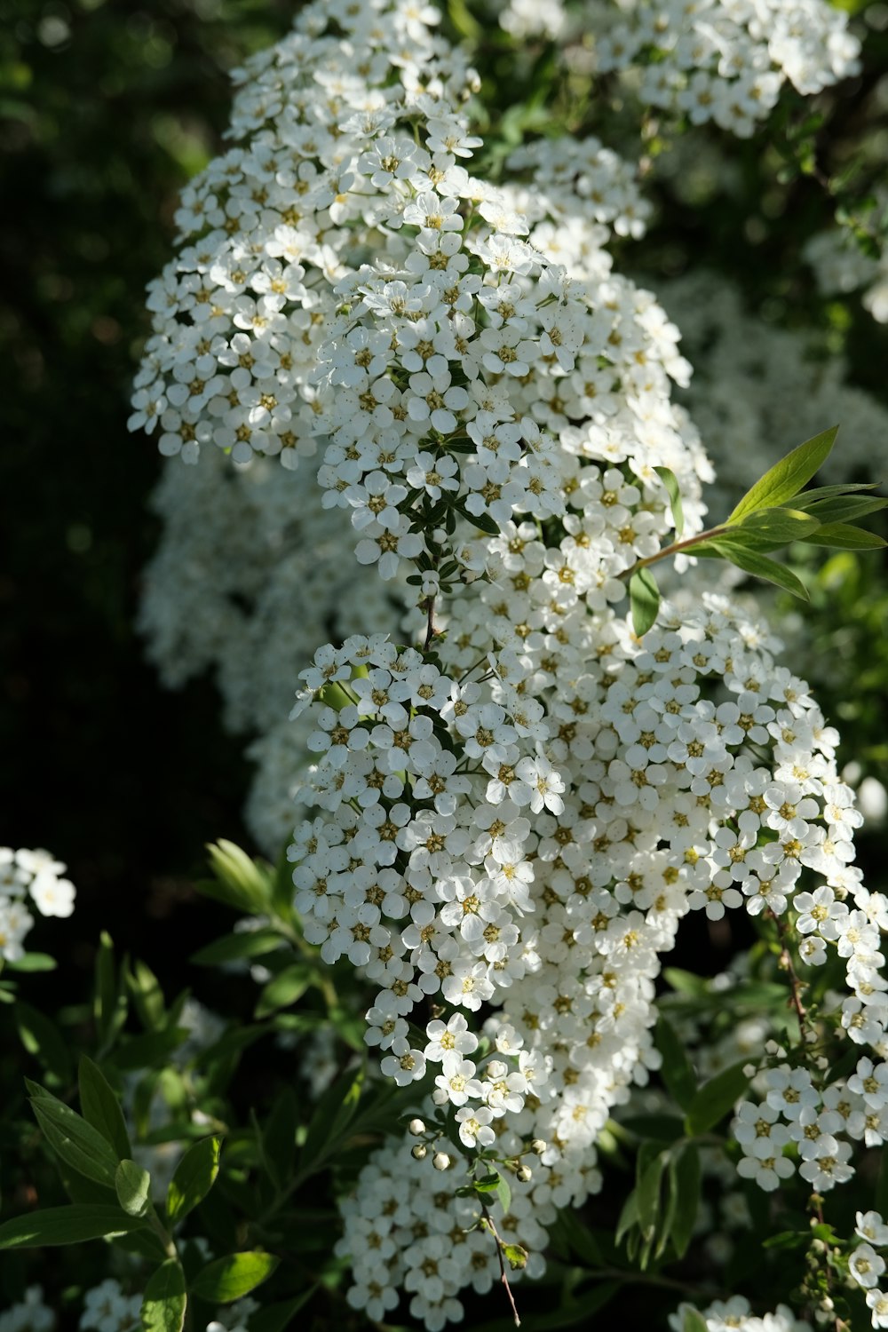 a bush of white flowers with green leaves