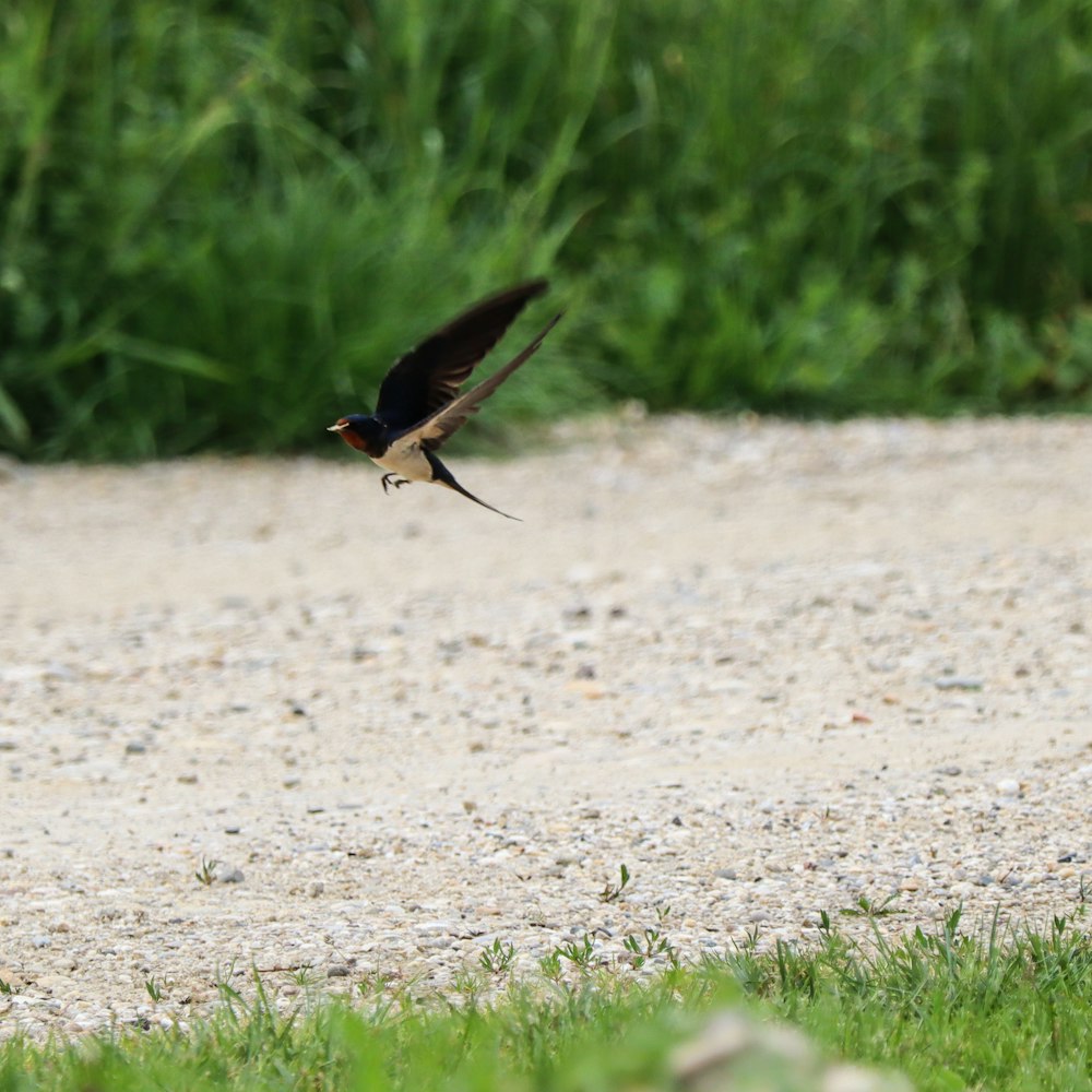 a small bird flying over a gravel road