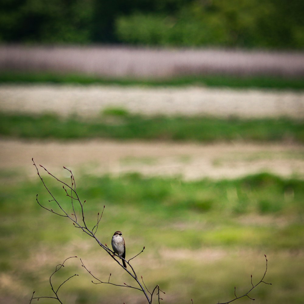 a small bird perched on top of a tree branch