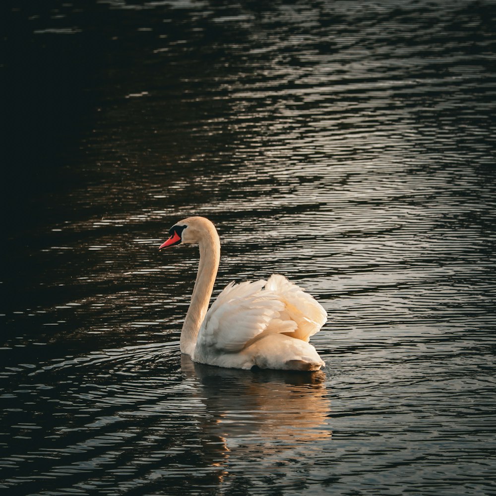 a white swan floating on top of a body of water