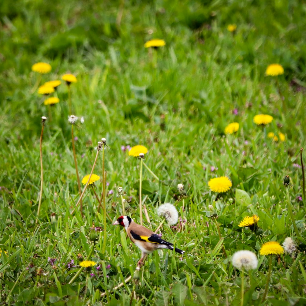 a bird standing in a field of grass and dandelions