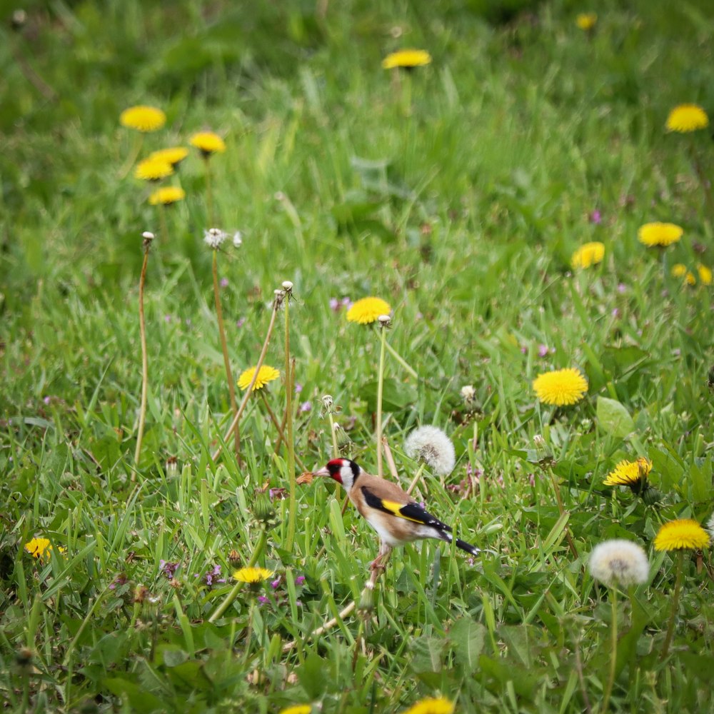 a bird standing in a field of grass and dandelions