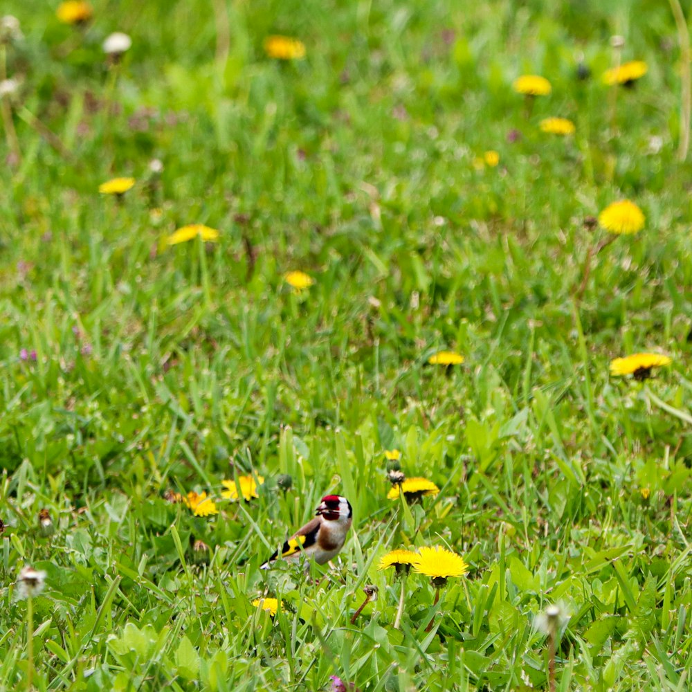 a small bird sitting in the middle of a field of grass