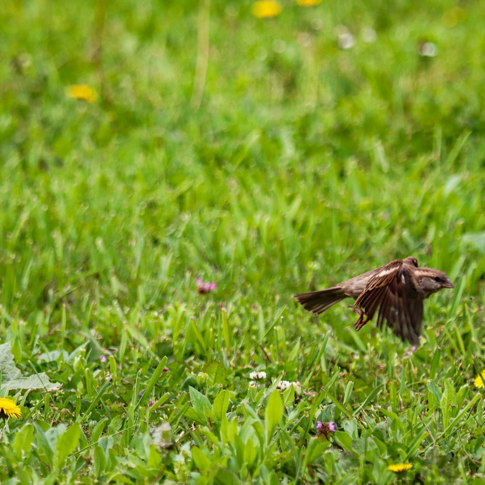 a small bird flying over a lush green field
