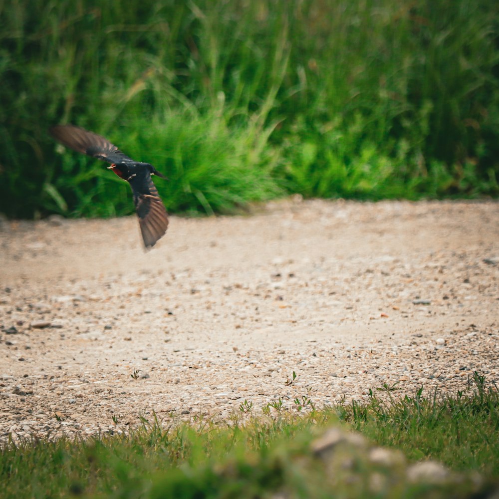 a small bird flying over a dirt road
