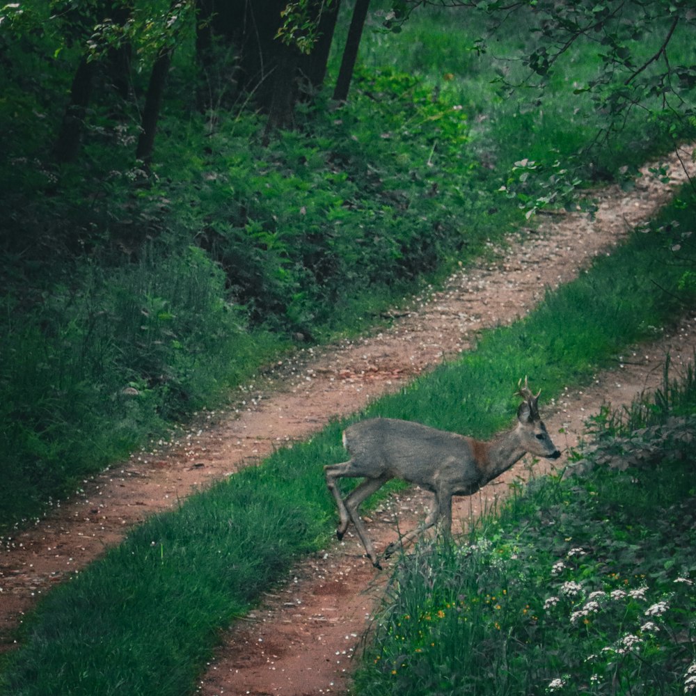 a deer running down a dirt path in the woods