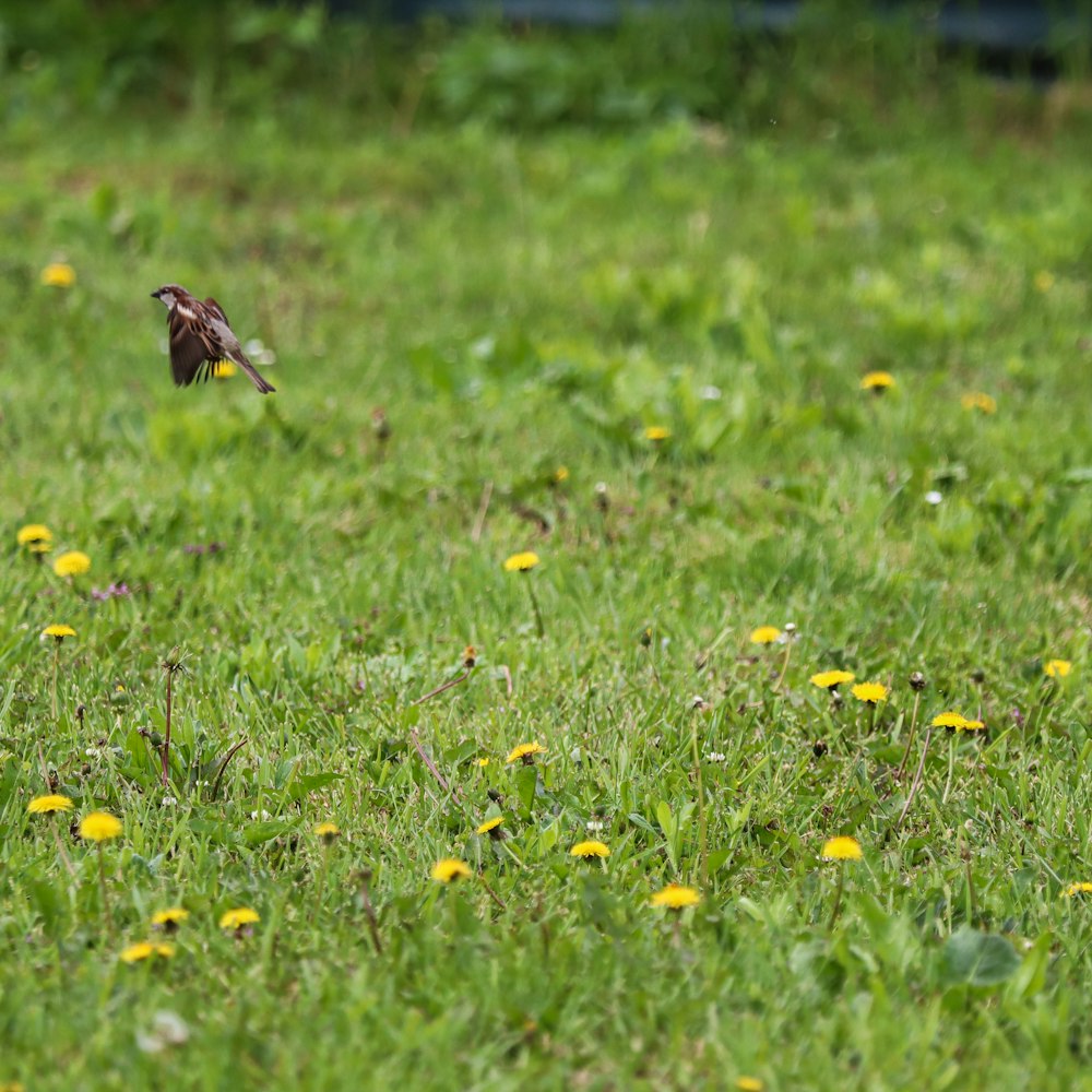 a small bird sitting on top of a lush green field