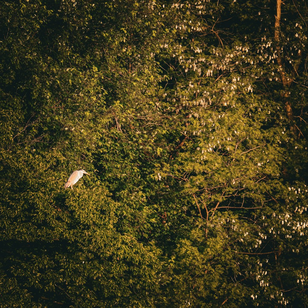 a white bird sitting on top of a lush green forest