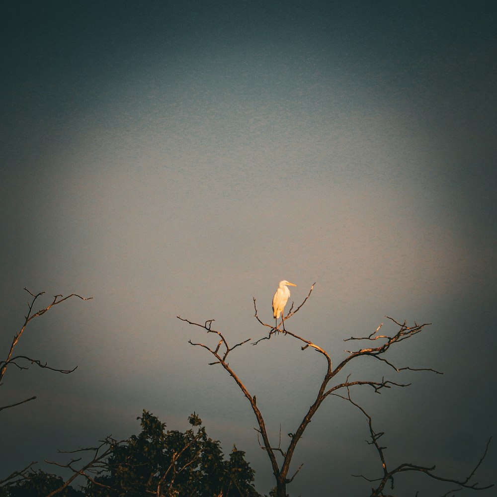 a white bird sitting on top of a tree branch