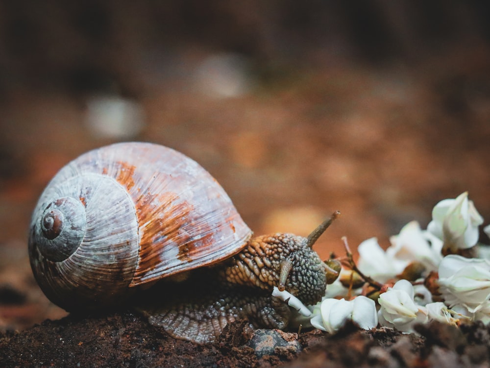 a snail that is sitting on a rock