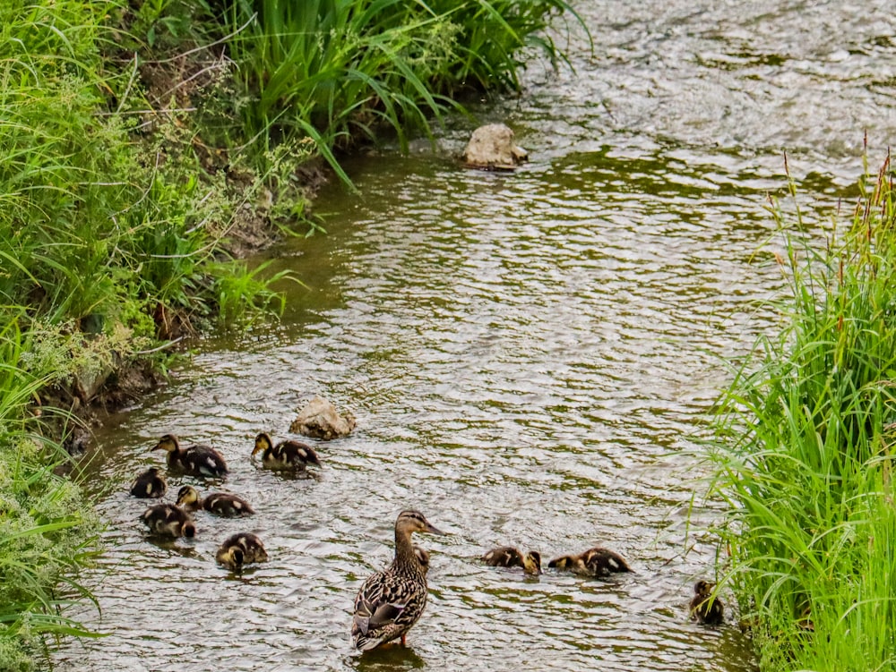 a group of ducks swimming in a river
