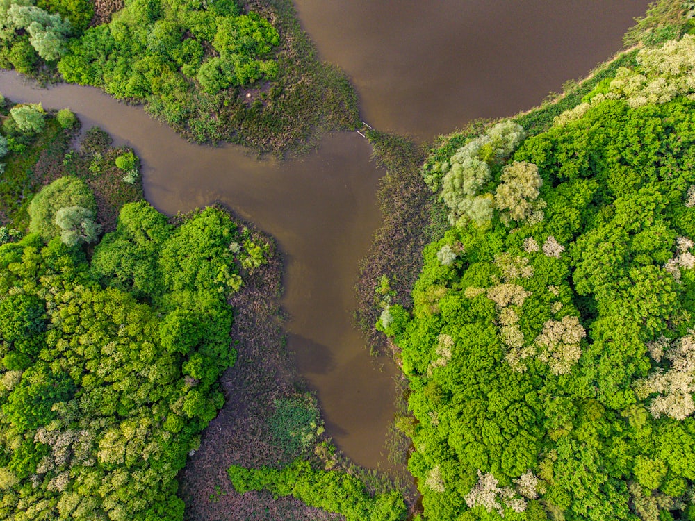 a river running through a lush green forest