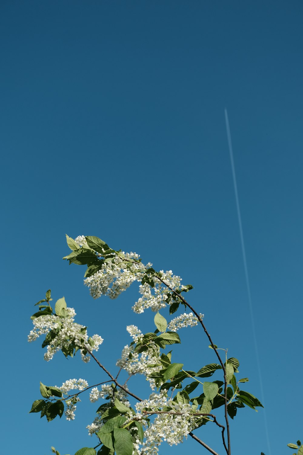 a tree with white flowers and an airplane in the sky