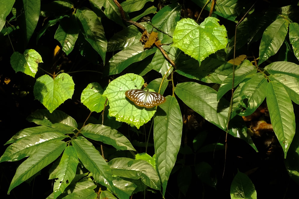 a butterfly that is sitting on a leaf