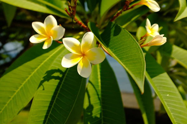 Close up of a plumeria flower on a tree