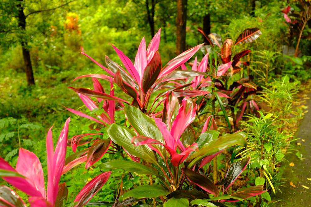 a lush green and red plant next to a dirt road