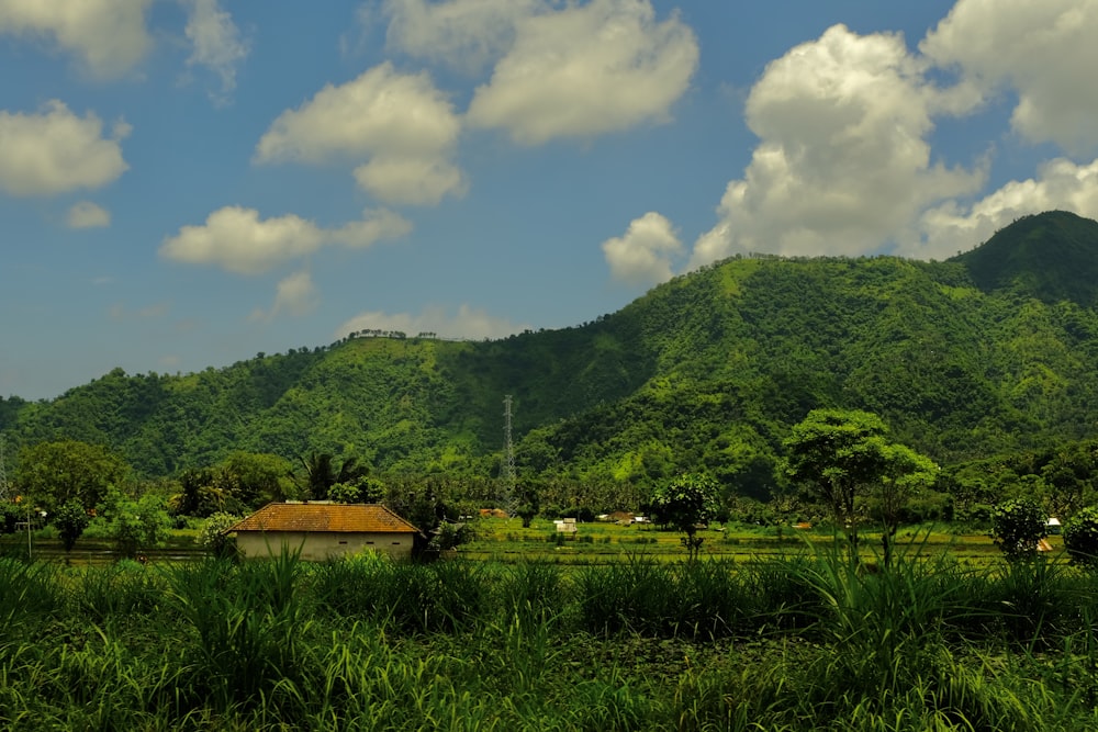 a lush green field with a mountain in the background