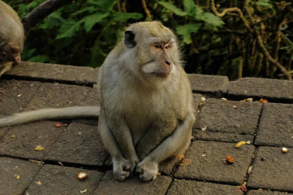 a monkey sitting on top of a brick walkway