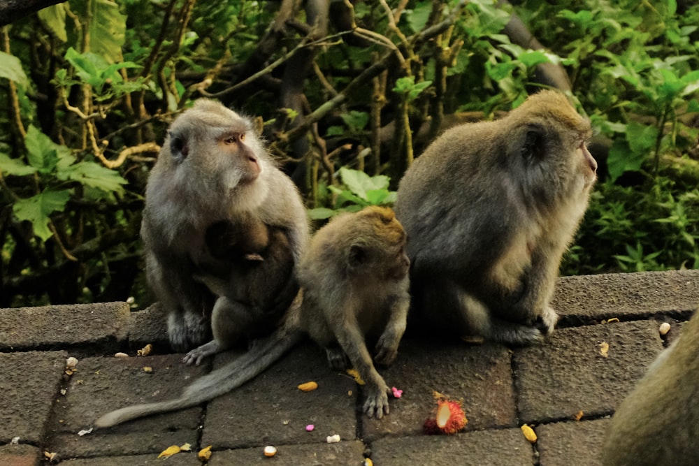 a group of monkeys sitting on top of a roof