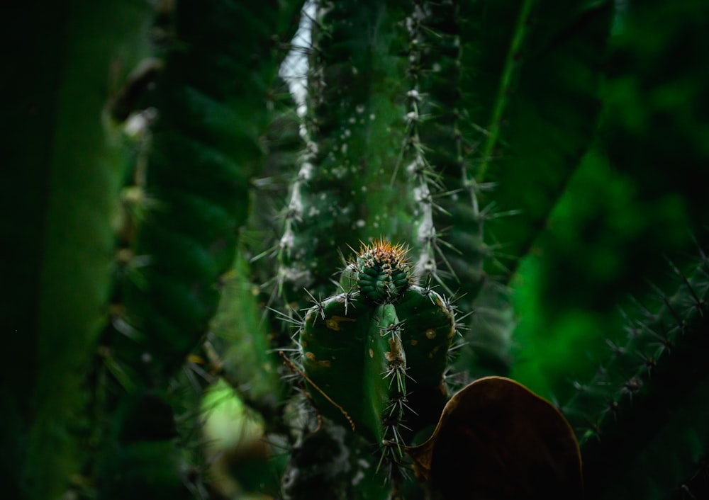 a close up of a cactus plant with a blurry background