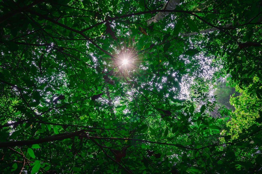 the sun shining through the trees in the forest