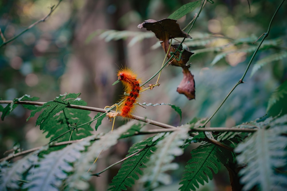 a red and yellow caterpillar sitting on a tree branch