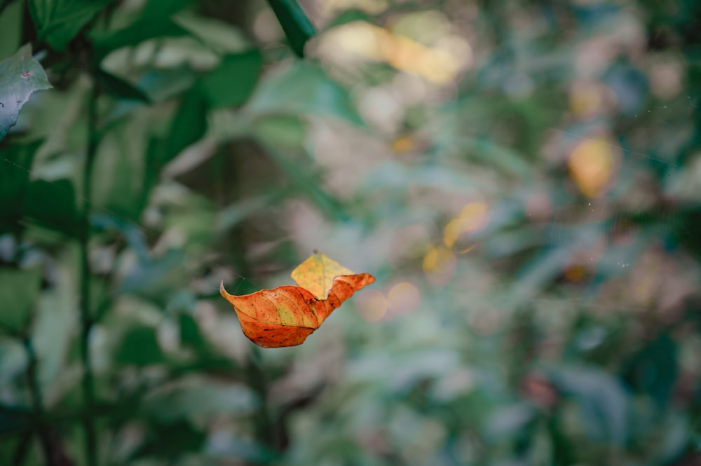 a leaf that is hanging from a tree