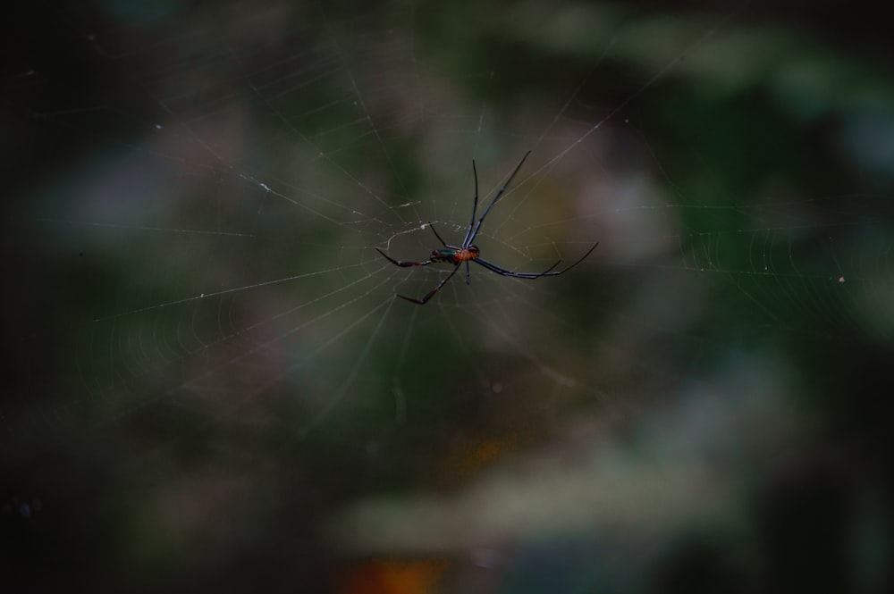 a close up of a spider on its web