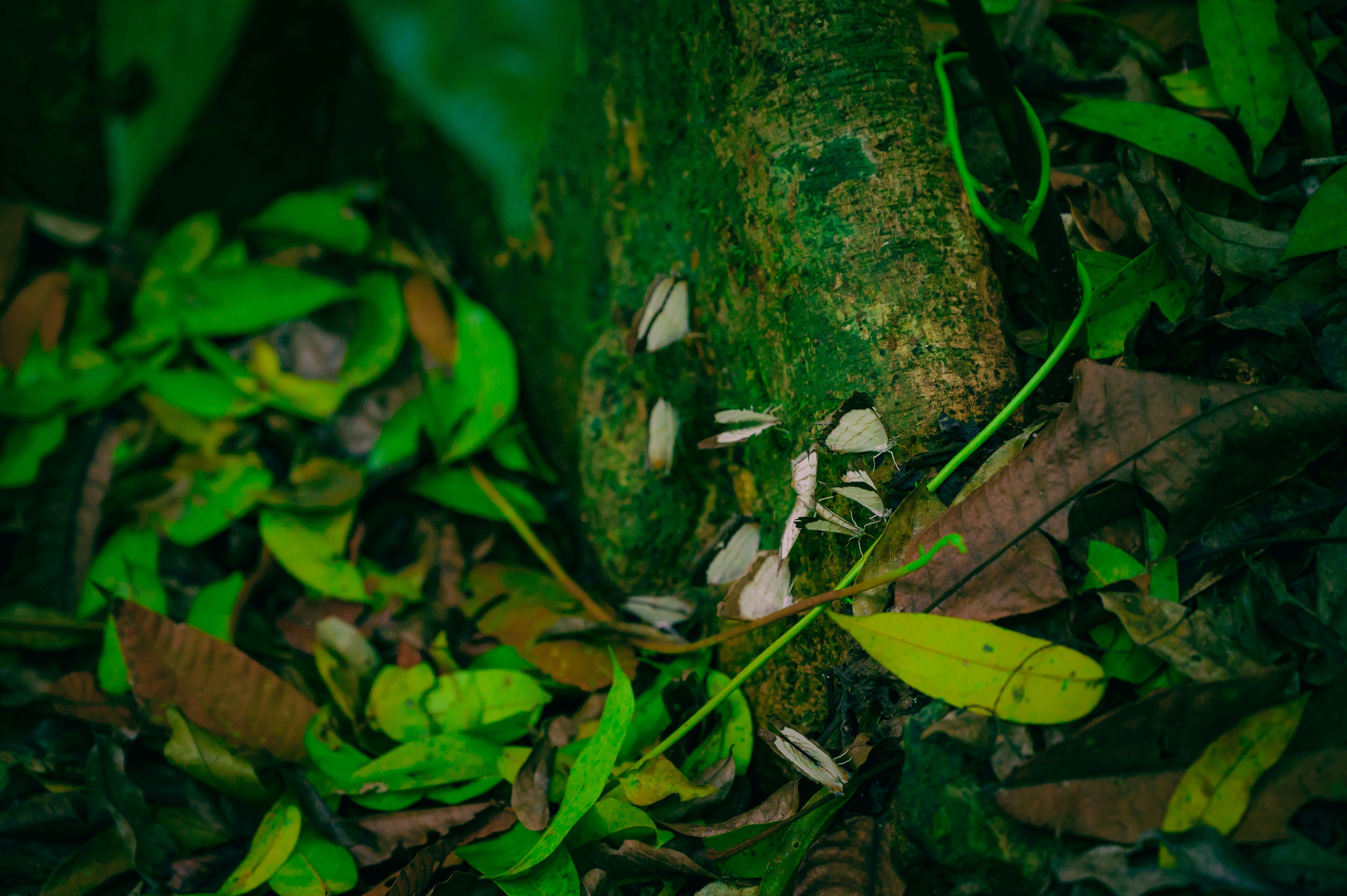 Photo by manhterry93