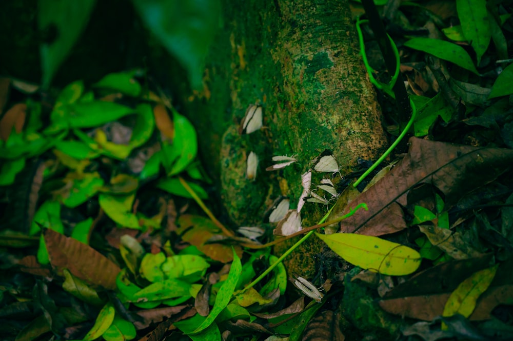 a close up of a plant on the ground