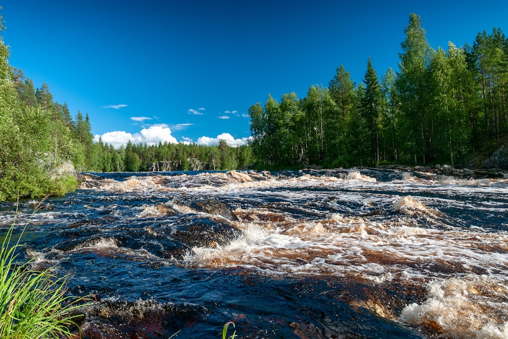 a river running through a lush green forest