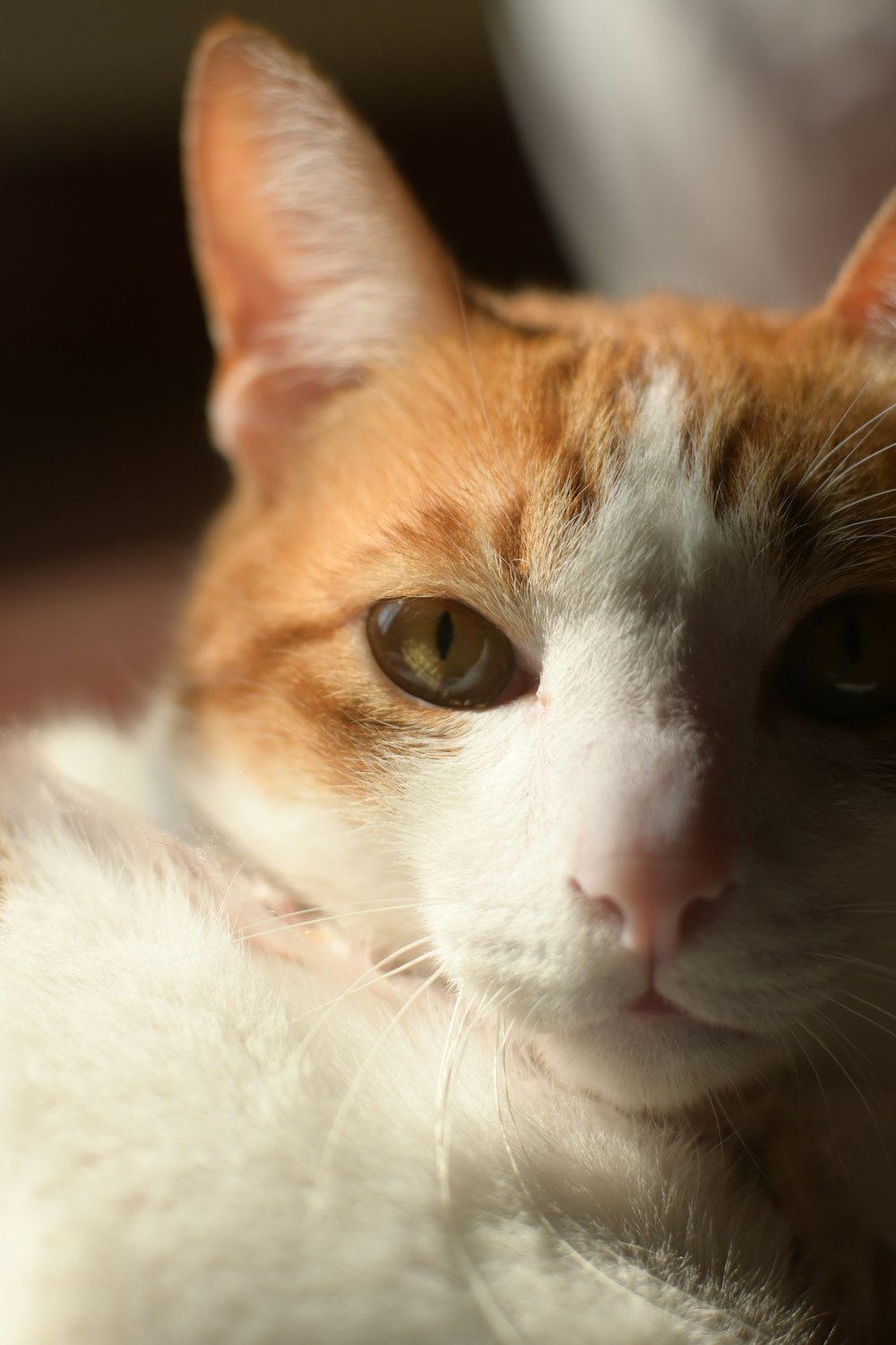 a close up of a cat laying on the floor